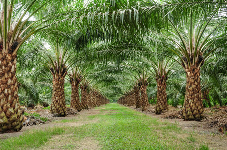 Beautiful raw of oil palm plantationの写真素材