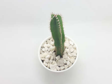 small plants on potsの写真素材