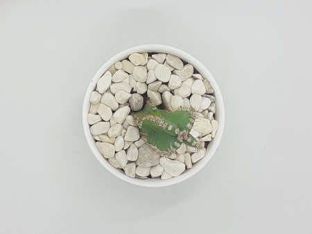 small plants on potsの写真素材