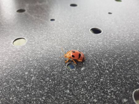 a small insect photograph taken using macro lensの写真素材