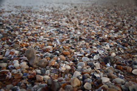 Infinite Shells by the Seaの写真素材