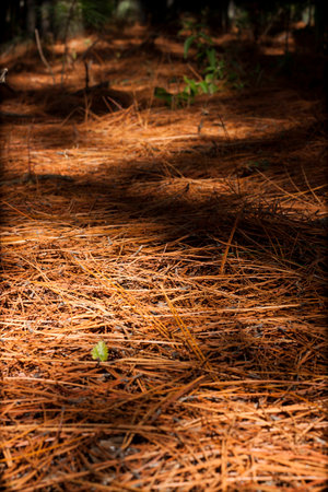 Pine Forest Groundの写真素材
