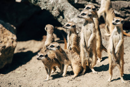 large family meerkats look in the direction ofの写真素材