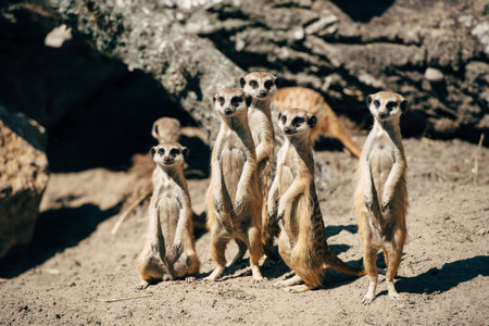 large family meerkats look in the direction ofの写真素材