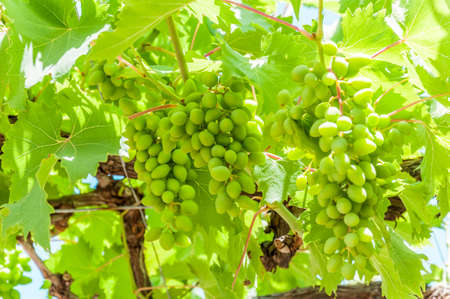 Grapesの写真素材
