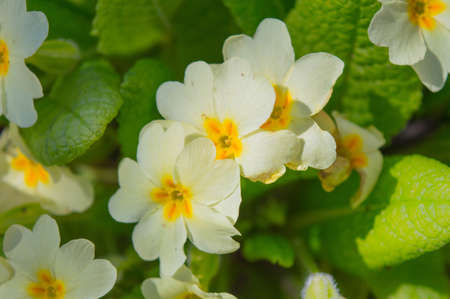 Beautiful white flowers with yellow petalsの写真素材