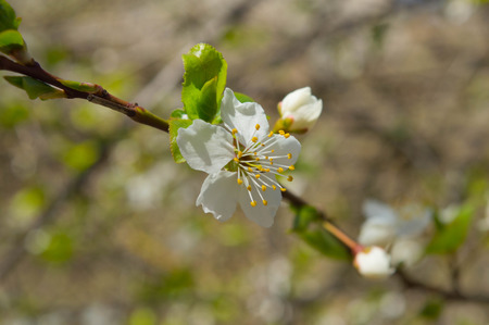 Blossomed tree branchの写真素材
