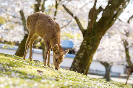 Deer in Nara park, Japan during cherry blossom season.の写真素材