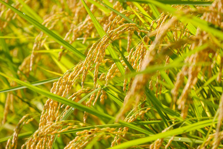 Rice field in autumn season, closeup of rice grains.の写真素材