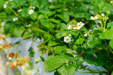 Strawberry plant with flowers in the garden, selective focus.の写真素材