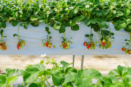 Strawberry farm in the garden. Strawberries growing in a greenhouse.の写真素材