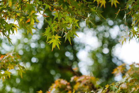 Autumn leaves beginning to turn red at the edgesの写真素材