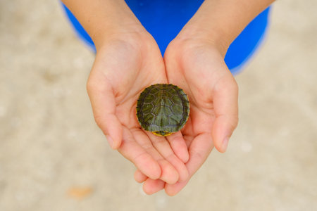 Turtle in the hands of a child. Selective focus.の写真素材