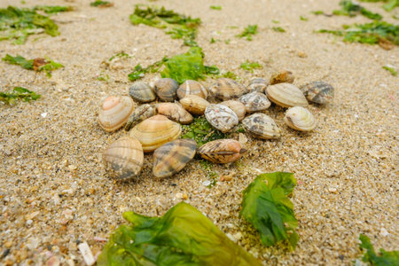 Seashells and seaweed on the beach,の写真素材