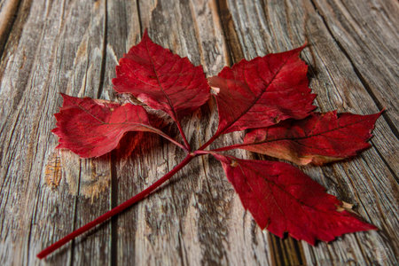 A dry, red maple leaf in autumn, resting on a natural wooden surface