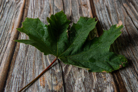 a green grapevine leaf on a natural brown wooden plank backgroundの写真素材