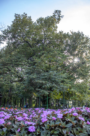 Mihai Eminescu's lime tree in Copou Park, Iasi, on a sunny summer day, surrounded by multicolored flowers, blue sky with fluffy cloudsの写真素材