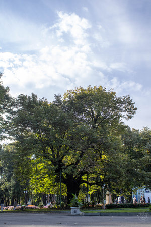Mihai Eminescu's lime tree in Copou Park, Iasi, on a sunny summer day, surrounded by multicolored flowers, blue sky with fluffy cloudsの写真素材