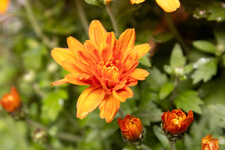 Close up of a orange chrysanthemum flower surrounded by other flowers and small flower buds, with a blurred green leaf backgroundの写真素材