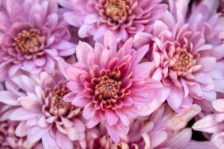 Close up of a pink chrysanthemum flower, surrounded by other flowers, in the botanical garden, in the fallの写真素材