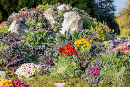 Decorative arrangement made of stones, plants and multicolour flowers on a sunny autumn day, in the botanical garden Anastasie Fatu from Iasiの写真素材