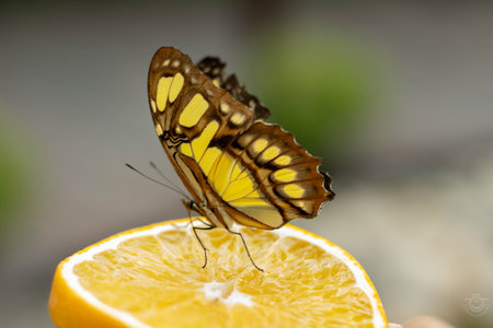 Very beautiful butterfly with a special pattern, brown and yellow, sitting on a slice of orange and...
