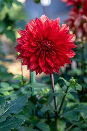 Close up of a red dahlia flower surrounded by other flower, with a blurred green leaf background, in the botanical garden, in the fallの写真素材