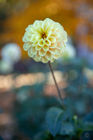 Close up of a yellow dahlia flower, with a blurred green leaf background, in the fallの写真素材