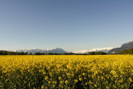 Field of Rape Chain and mountains in background