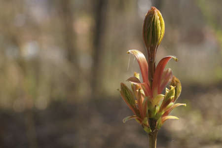 The beautiful colors of spring - green buds on the branch