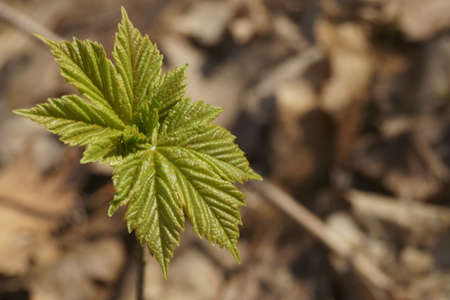 The beautiful colors of spring - fresh leaves out of buds