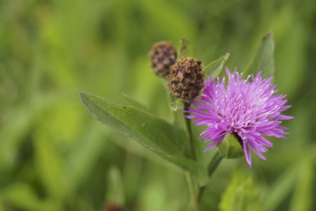 Wild flowers - Meadow knapweed (Centaurea nervosa)の写真素材