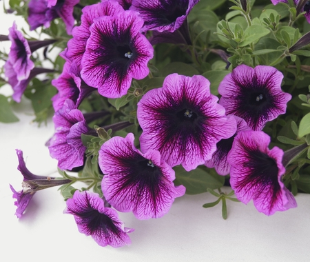 Background with  purple petunias (Petunia grandiflora)の写真素材
