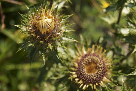 Background with wildflower - gold distel, Carlina vulgarisの写真素材