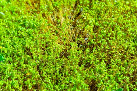 Forest green moss microgreen after summer rain backgroundの写真素材