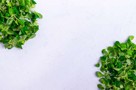 Circles on a white textured background from green salad of corn copyspaceの写真素材