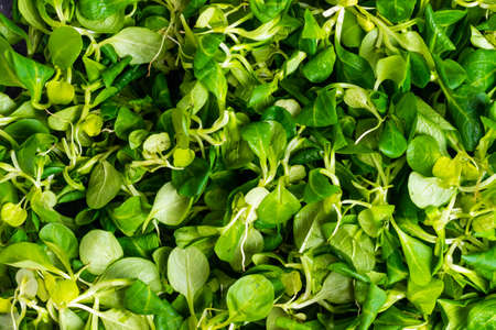 Fresh green corn salad for vegetarians nutrition and healthy eating background