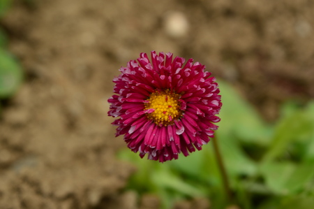 flowerの写真素材