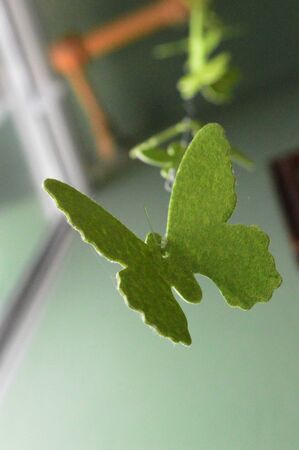 green butterflyの写真素材