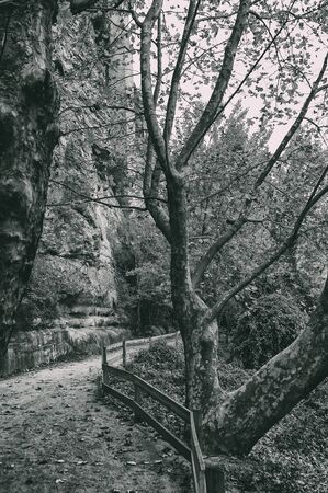Dirt road with a wooden fence and a large tree, ideal for walking