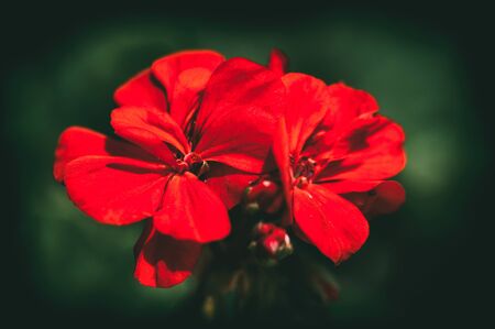 geranium (Geraniales) aka cranesbill flower, unfocused on green background, selective focusの写真素材