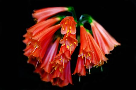 Clivia flower with black background at home, selective focus