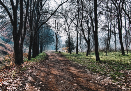 Quiet path with trees in the Manresa