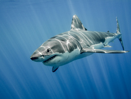 The great white shark in the big blueの写真素材