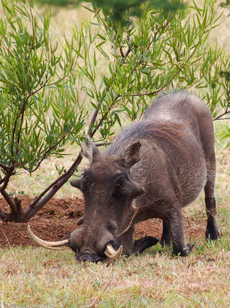 Warthog  ( Phacochoerus africanus ) Pumba with huge tusks rootingの写真素材