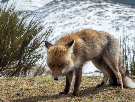 Cute red fox (Vulpes vulpes) staring in the mountain in winterの写真素材