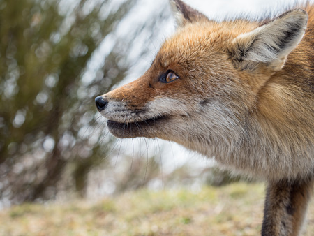 Red fox (Vulpes vulpes) close-up portraitの写真素材