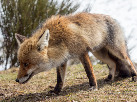 Red fox (Vulpes vulpes) close-up trackingの写真素材