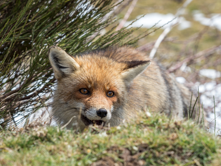 Cute and playful red fox (Vulpes vulpes) hidden and crouched down behind the grassの写真素材