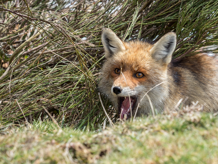 Cute and playful red fox (Vulpes vulpes) hidden and crouched down behind the grassの写真素材